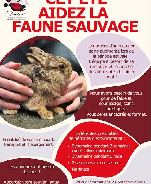 Recherche Eco-volontaires Tichodrome pour ce printemps et été 2026